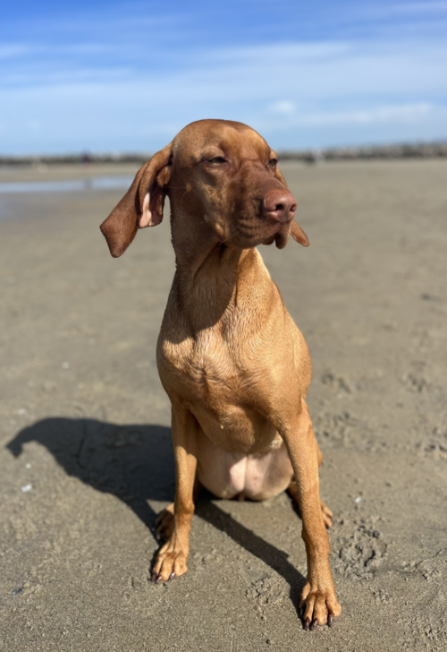 Kaya the vizsla at the beach
